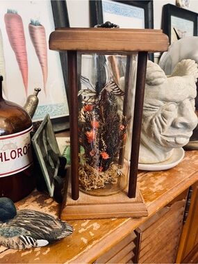 VINTAGE 70s Butterfly Taxidermy Cloche
